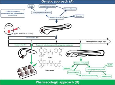 Heparan Sulfate as a Therapeutic Target in Tauopathies: Insights From Zebrafish